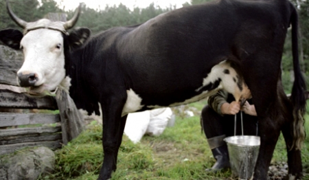 Эстонии грозят миллионные штрафы ЕС за перепроизводство молока