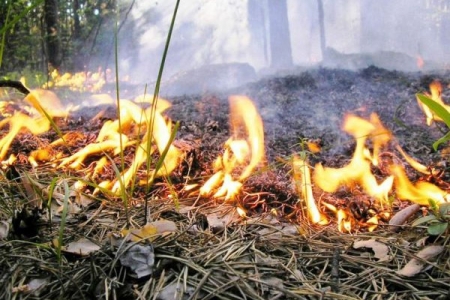 В Ида-Вирумаа объявлена высокая пожароопасность лесов