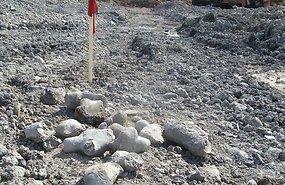 Работники нарвского карьера обнаружили останки животного ледникового периода